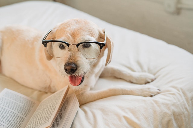 A yellow dog sits on a bed next to an open book, mouth open, toil wagging, wearing glasses.